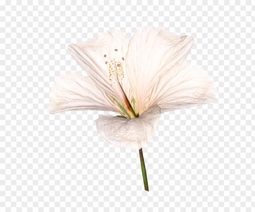 Flower Cut Flowers Petal Clip Art PNG