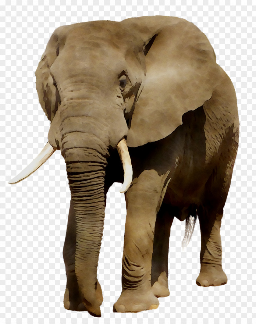 Indian Elephant African Fauna Terrestrial Animal PNG