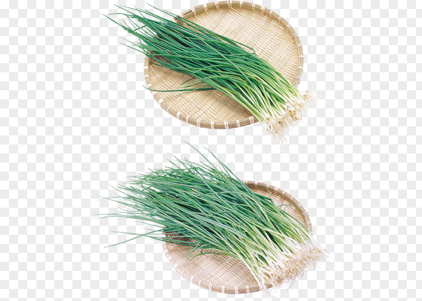 Onion Vetiver Garlic Clip Art PNG
