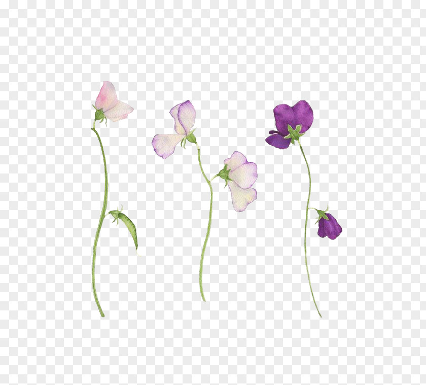 Sweet Pea Flower Tattoo Botanical Illustration PNG