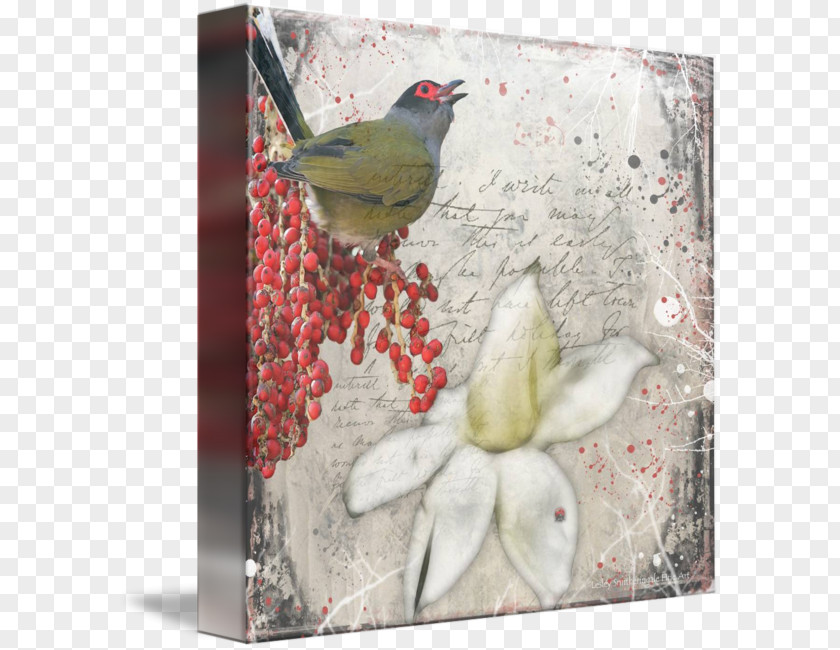 Bird Finches Gallery Wrap Australasian Figbird Canvas PNG