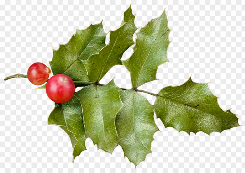 HOLLY Holly Christmas PNG