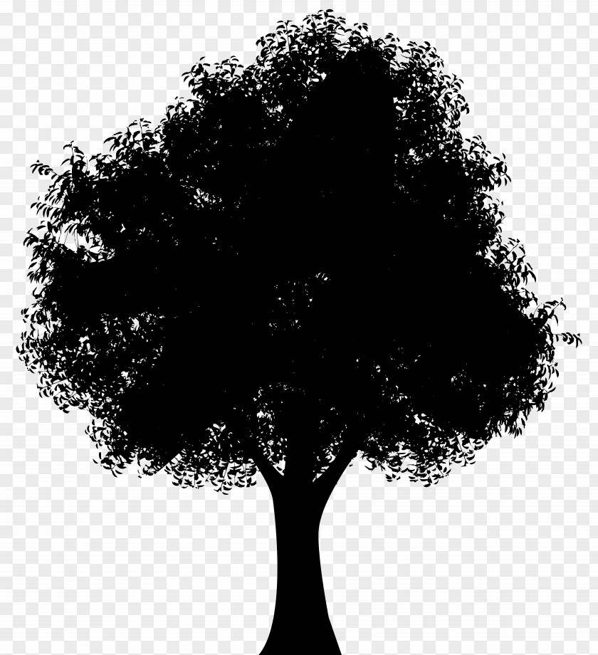 Oak Tree Silhouette Clip Art PNG