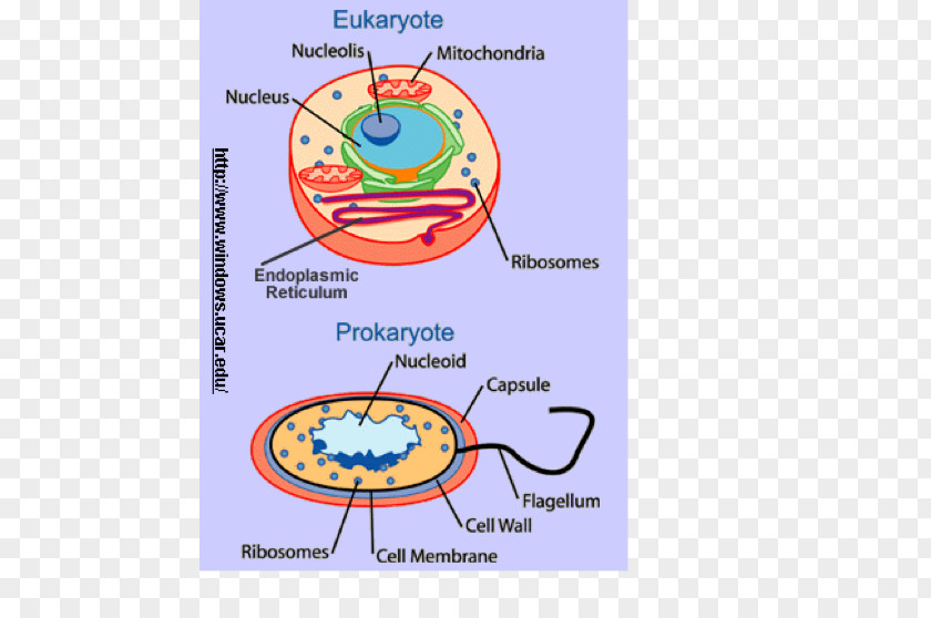 Parietal Cell Eukaryotic Gene Expression Prokaryote Eukaryote Microbiology PNG