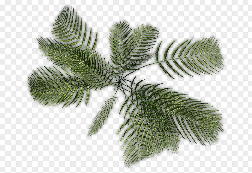Plant Arecaceae Stem Tree PNG
