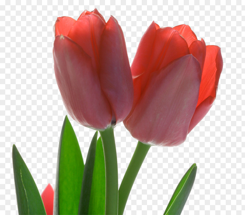 Red Tulips Tulip Flower PNG