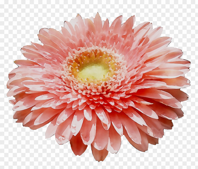 Transvaal Daisy Chrysanthemum Cut Flowers Orange S.A. PNG