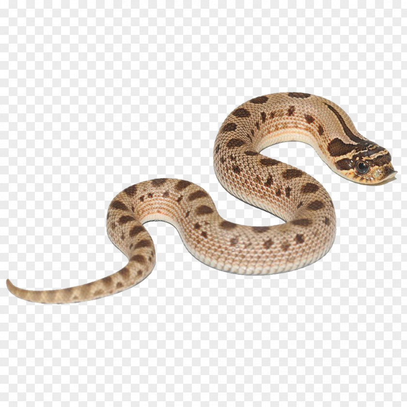 Anaconda Snake Boa Constrictor Hognose Snakes Reptile Green PNG