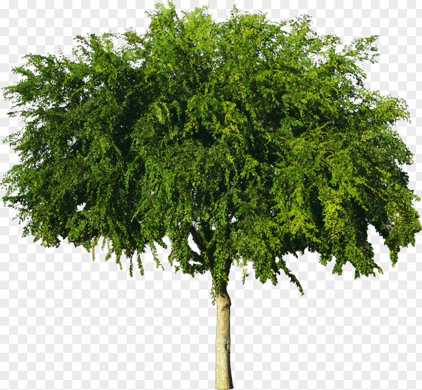 Bushes Tree American Sycamore Wood Plant PNG