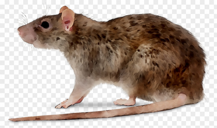 Deratizace Rodent Hamster Pest Control PNG