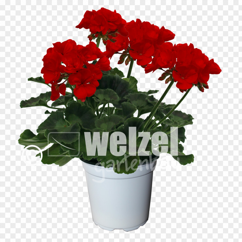 Flower Crane's-bill Flowerpot Geraniums Artificial PNG
