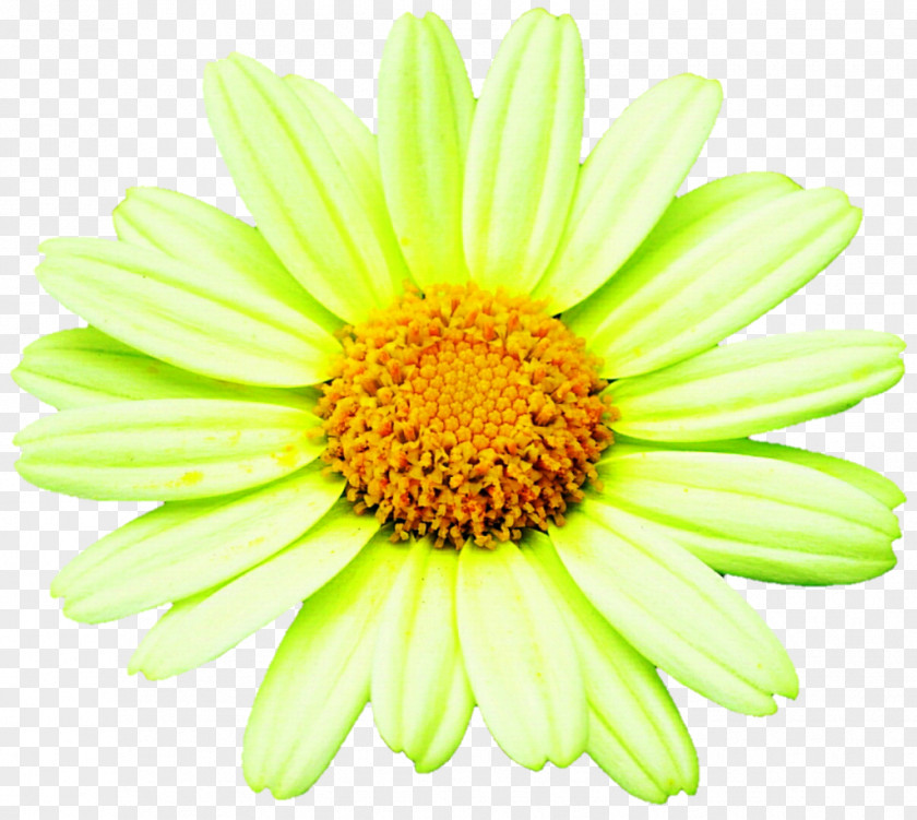 Lime Green Flowers Desktop Wallpaper Stock Photography Royalty-free Stock.xchng Image PNG