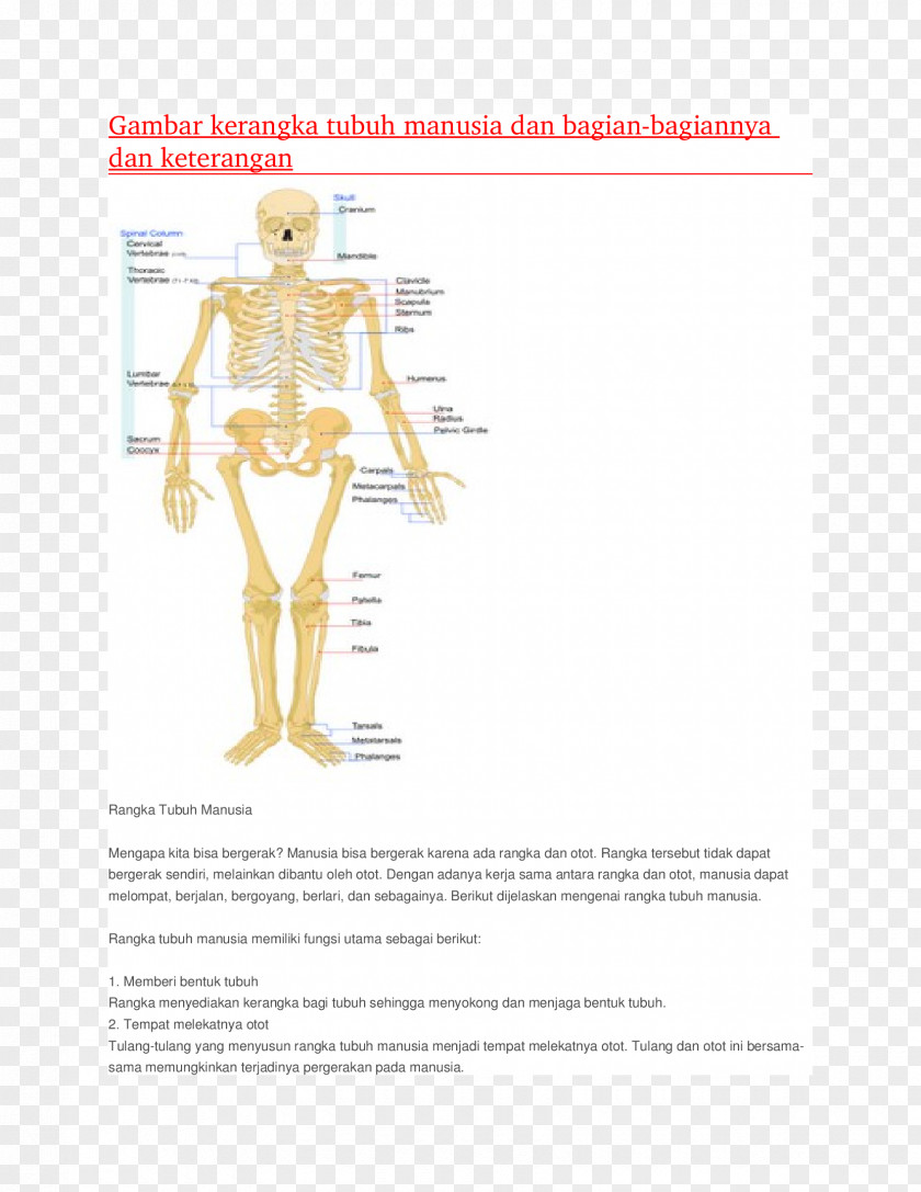 Skeleton Human Musculoskeletal System Homo Sapiens Body Muscular PNG