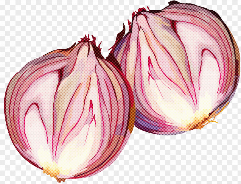 Vegetable Plant Leaf Onion Shallot PNG