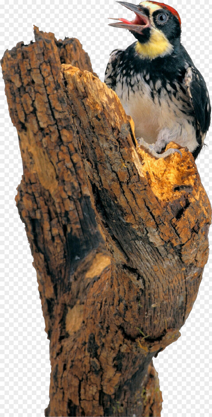 Acorn Woodpecker Hawk Bird Of Prey Beak Tree Peregrine Falcon PNG