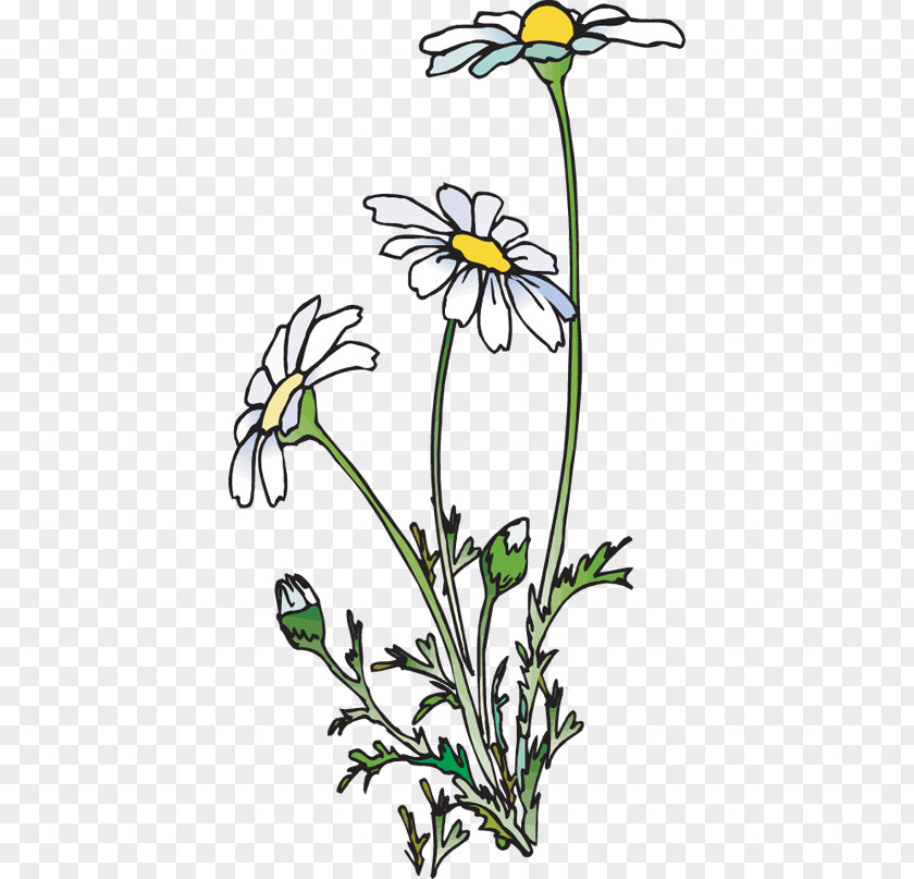 Ecstasy Cliparts Common Daisy Poetry Clip Art PNG