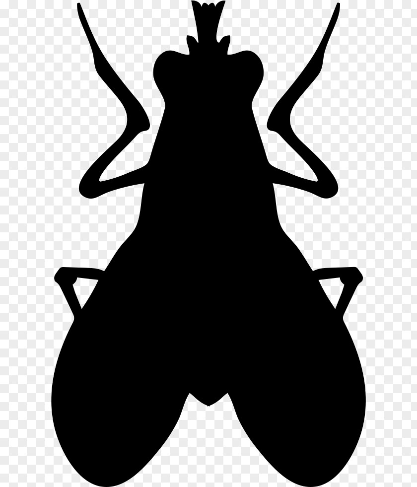 Fly Blow Flies Clip Art PNG