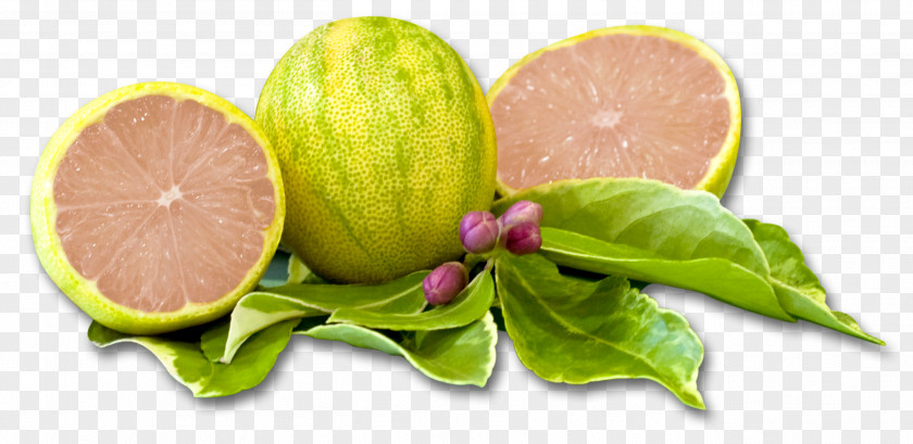 Lemon Santa Paula Variegated Pink Lemonade Limoneira PNG