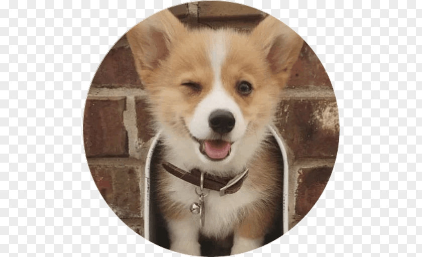 Puppy Pembroke Welsh Corgi Southern Cross Dog Breed PNG