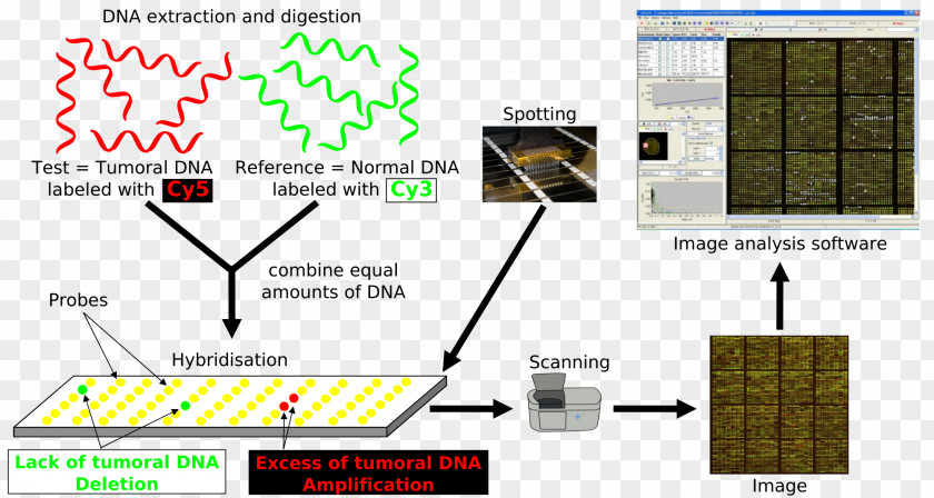 Array Comparative Genomic Hybridization DNA Microarray Genomics Nucleic Acid PNG