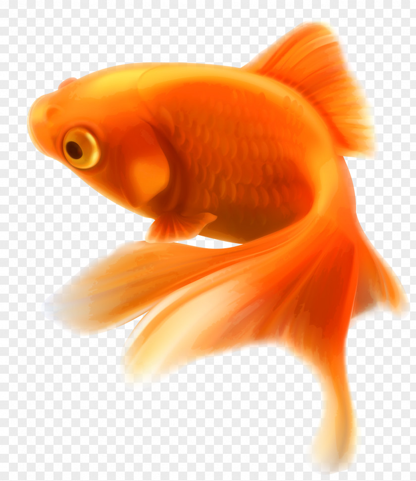 Fish Goldfish Aquarium Tropical PNG