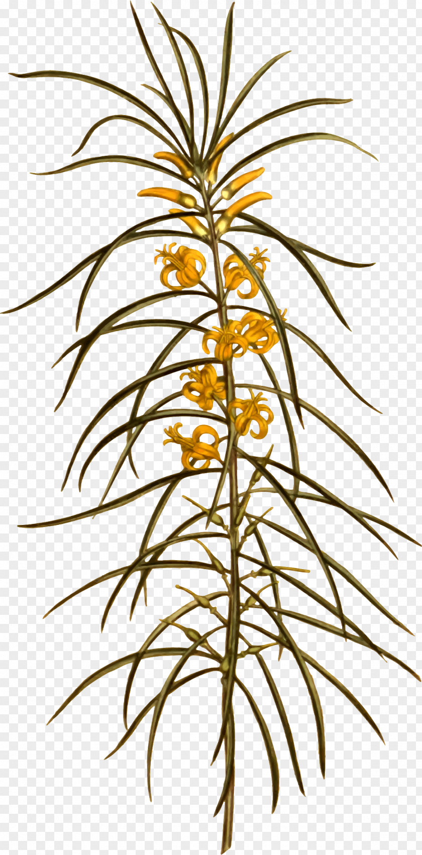 Flower Arecaceae Flowerpot Plant Stem Clip Art PNG
