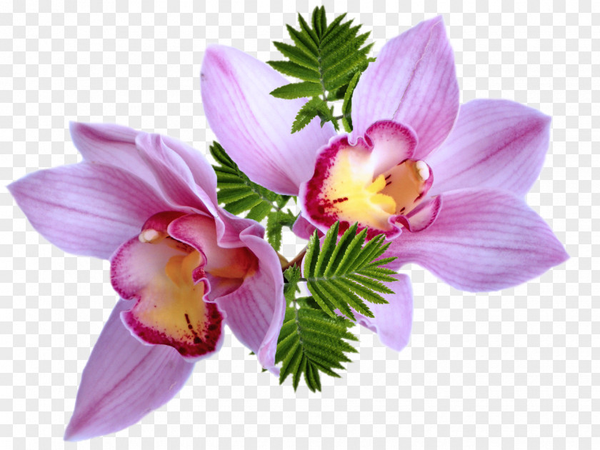 Flower Clip Art Adobe Photoshop Tulip PNG