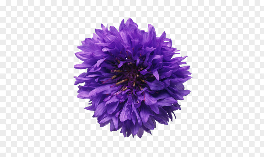 Flower Молодой богач Cornflower Plant Mountain Bluet PNG