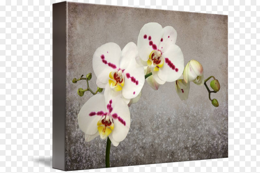 Flower Moth Orchids Floral Design Gallery Wrap Cut Flowers PNG