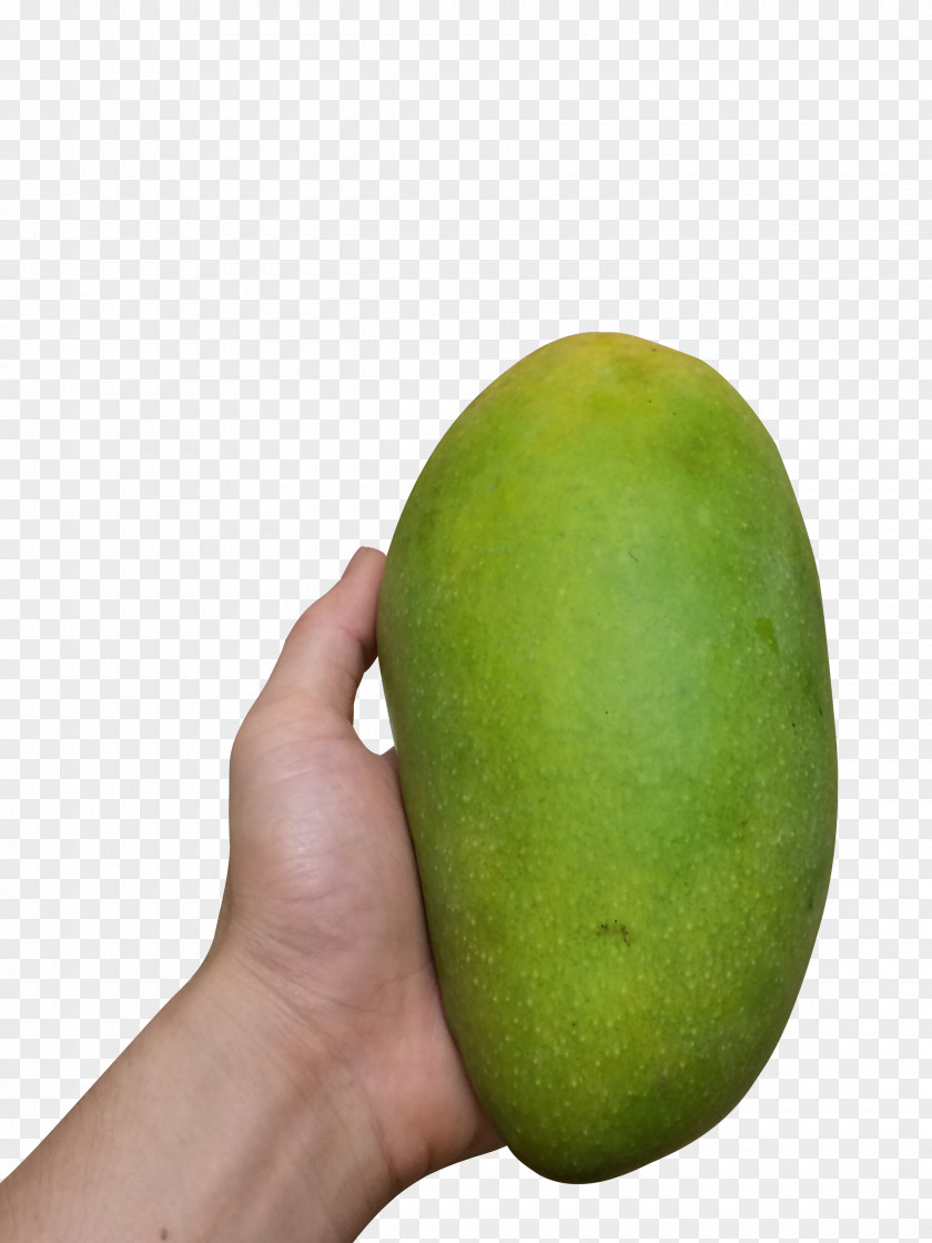 Holding A Mango PNG