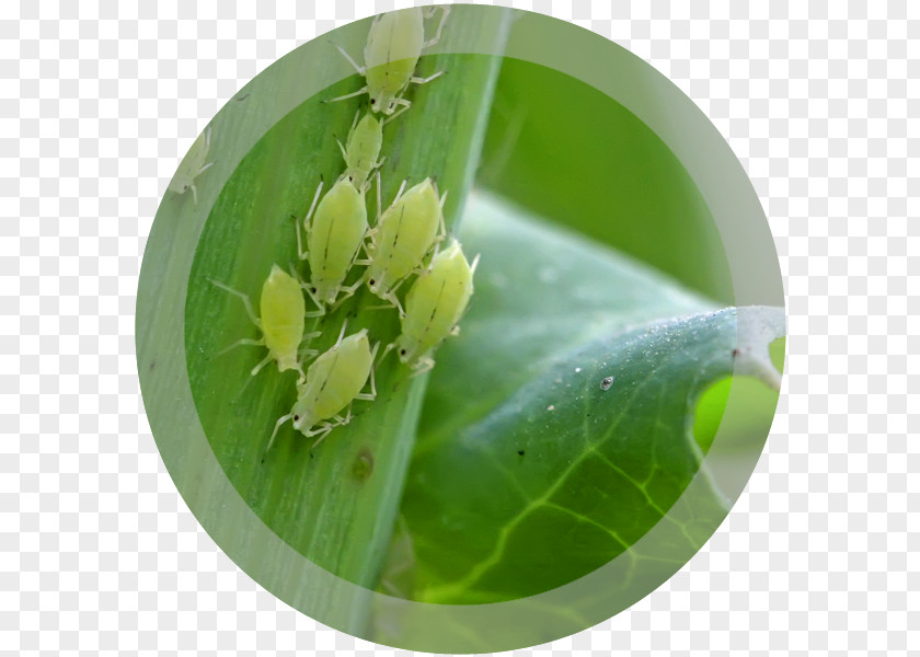 Insect Aphid Louse Pest Plant PNG