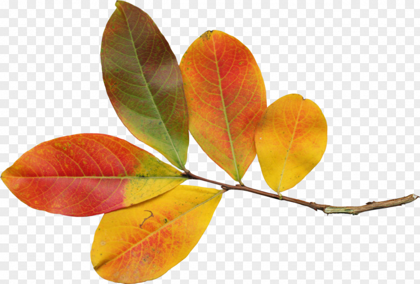 Leaf Autumn Polyvore PNG