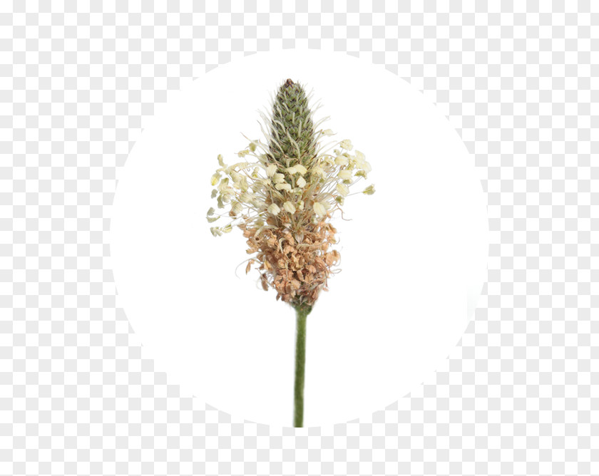 Plantain Flower Cooking Banana Ribwort Stock Photography Rose PNG