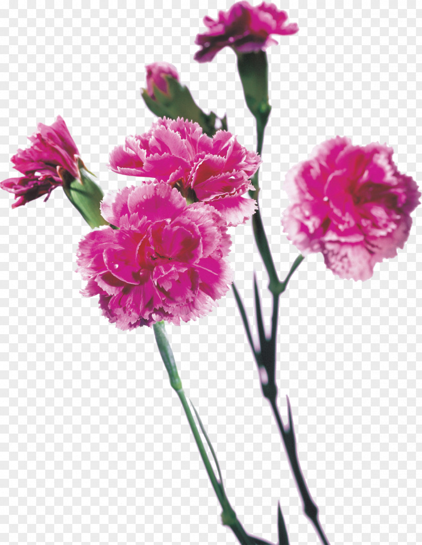 Purple Red Mother's Day Carnation Cut Flowers PNG