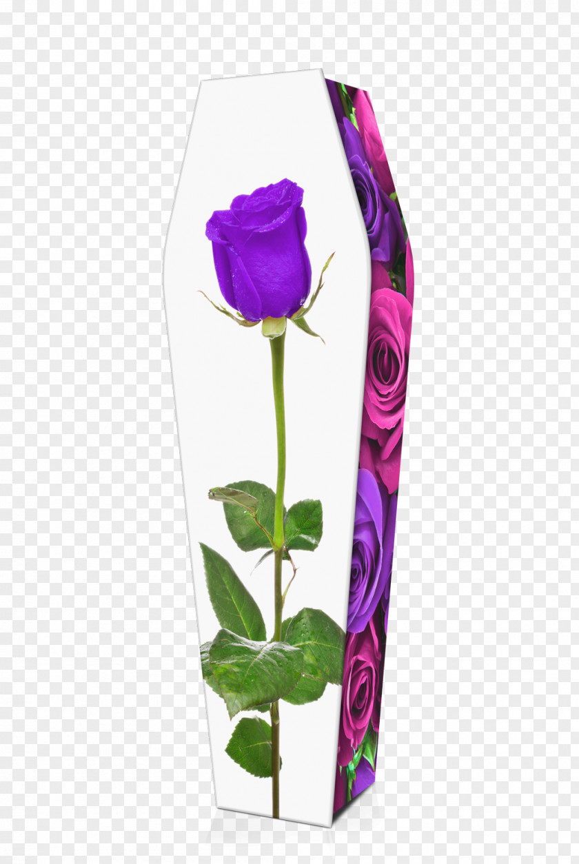 Purple Rose Home Garden Roses Flower PNG