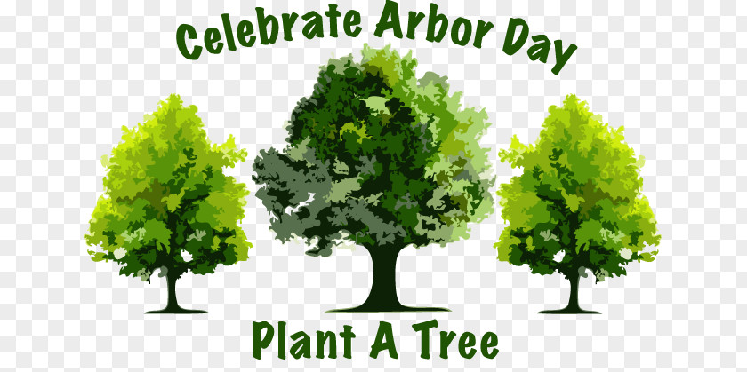 Arbor Day Cliparts Decatur Nebraska El Cajon Tree PNG