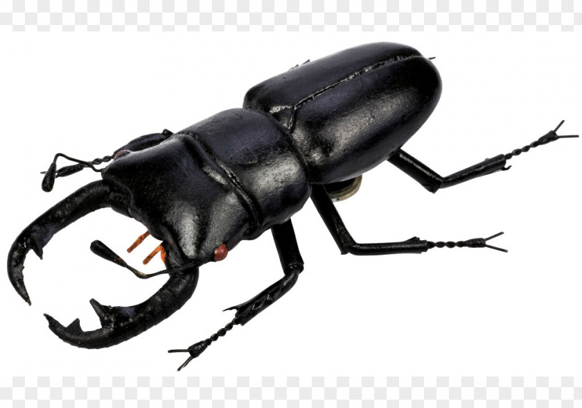 Beetle Scarabs Lucanini Clip Art PNG