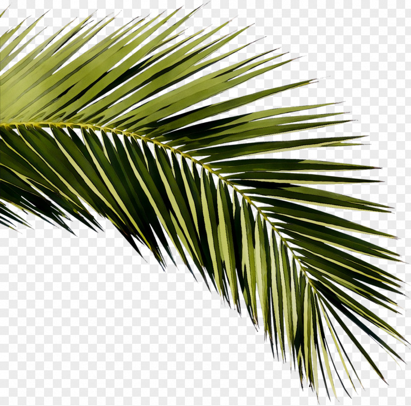 Siesta Key Sarasota Asian Palmyra Palm 0 Past PNG