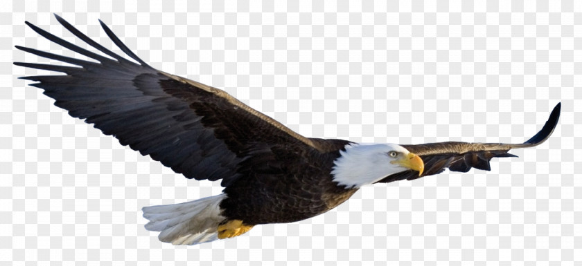 Bird Bald Eagle Desktop Wallpaper Clip Art PNG