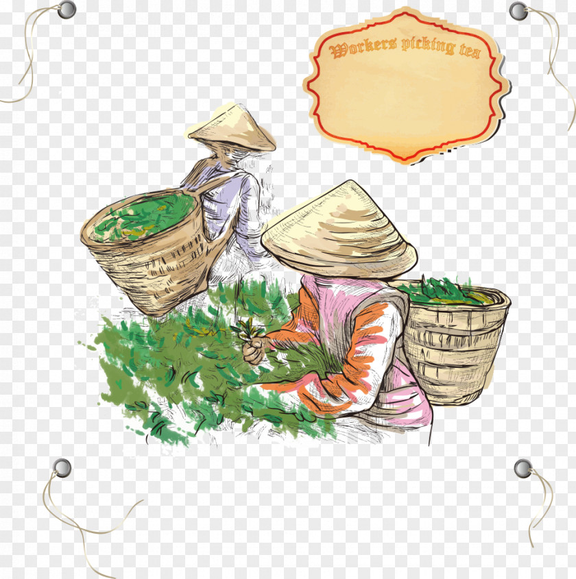 Mining Tea Vector Women Drawing Illustration PNG