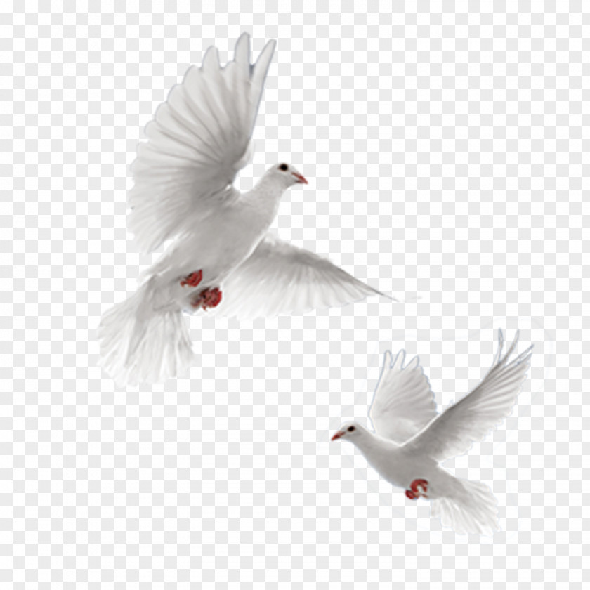 Pigeon Stock Photos Rock Dove Columbidae 54 Cards Doves As Symbols PNG