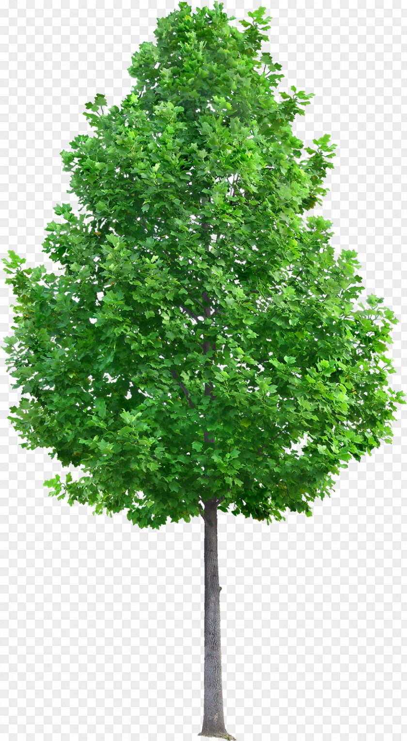 Plant Stem Sweet Gum Oak Tree Leaf PNG