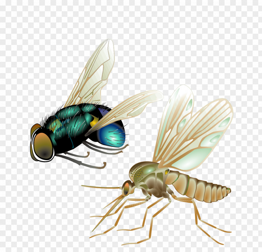 Realistic Vector Mosquitoes, Flies Mosquito Fly Insect PNG
