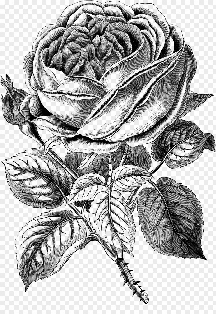 Rose Black Drawing Clip Art PNG