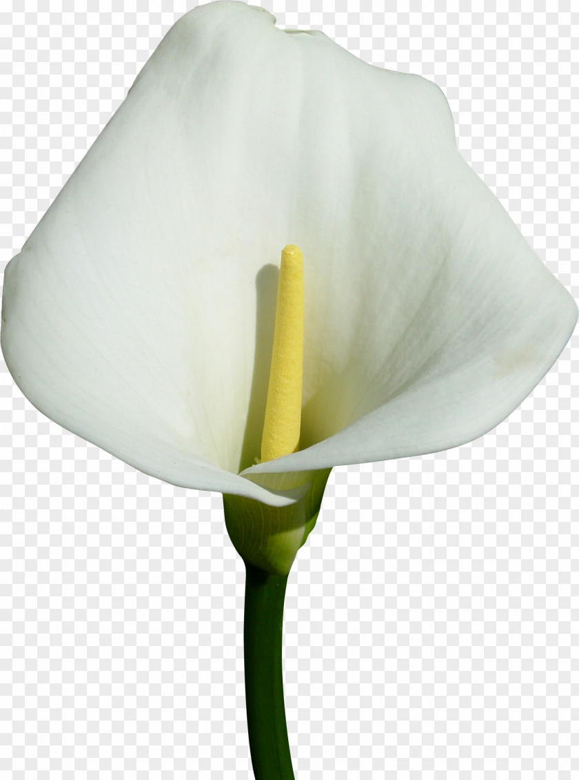 Callalily Flower Arum Lilies Raster Graphics PNG