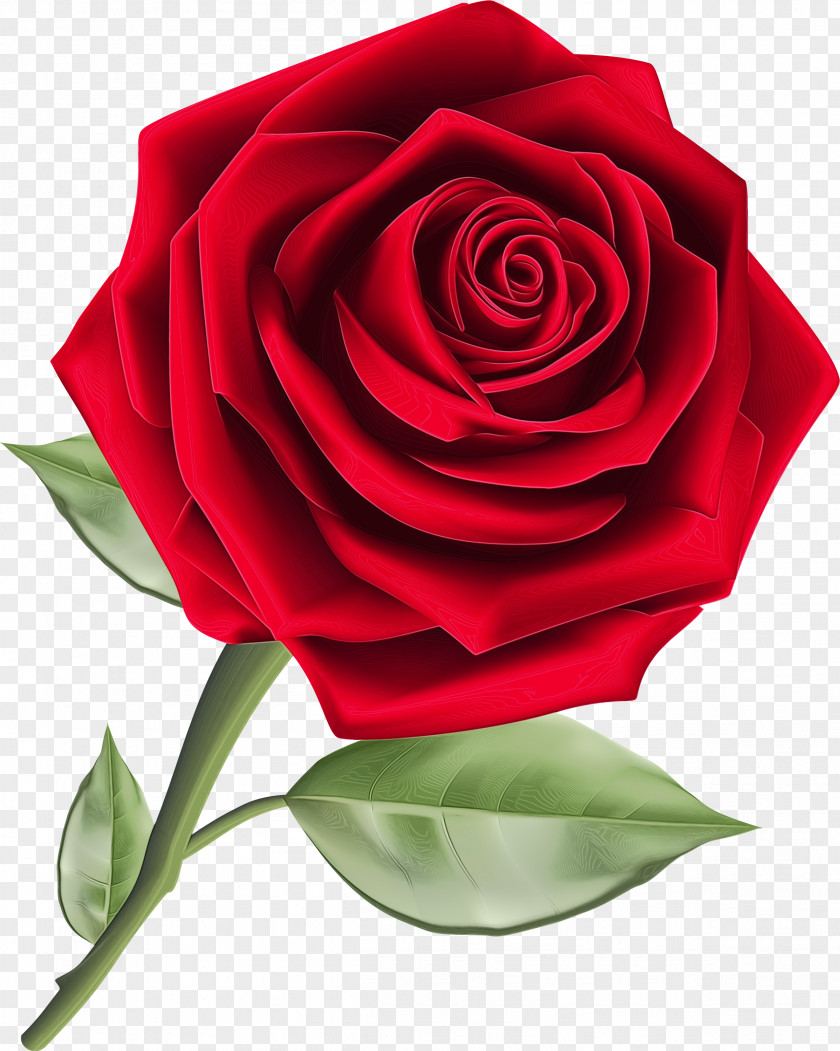 Floral Design PNG