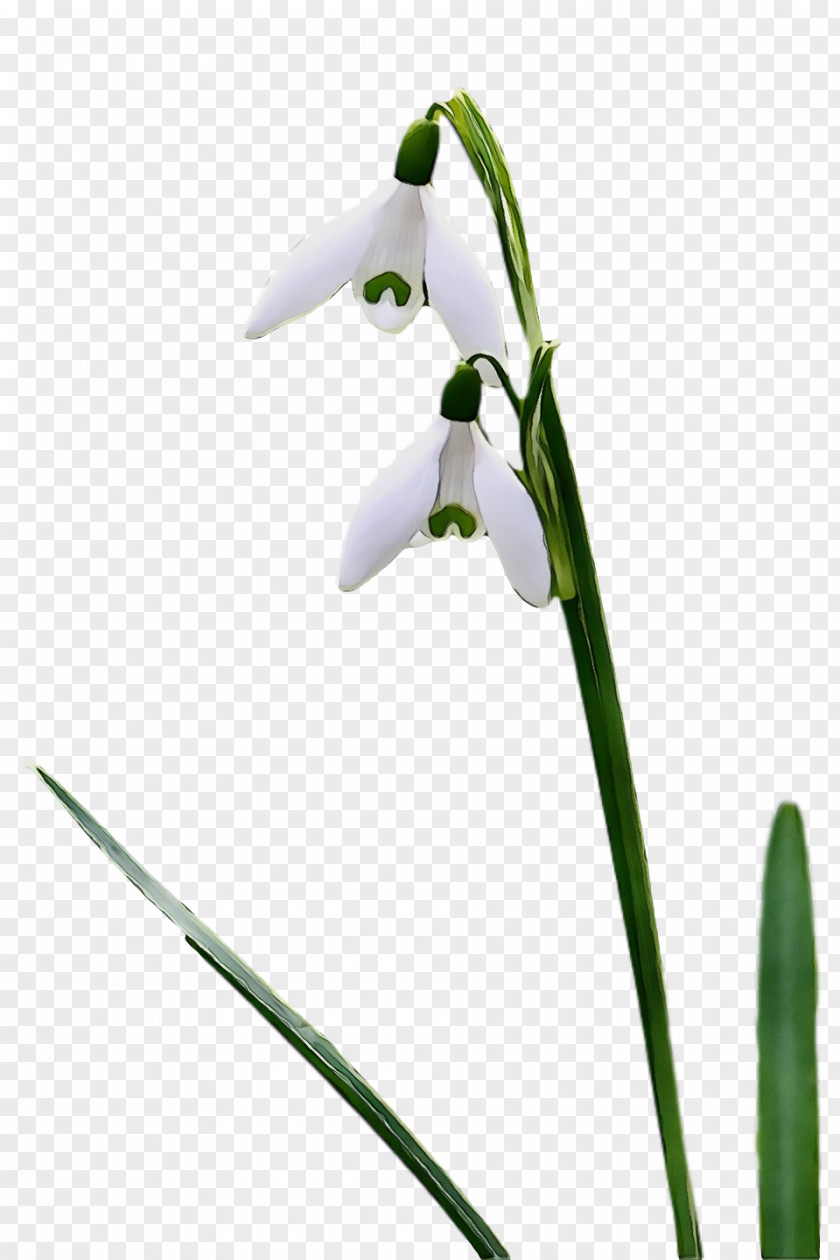 Flower Galanthus Snowdrop Plant Stem PNG