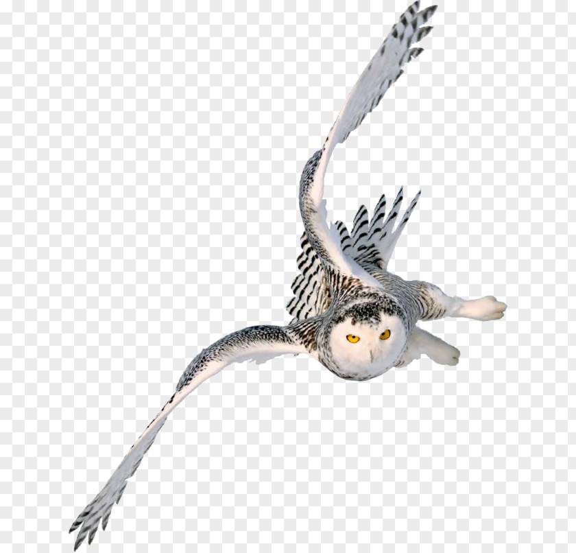 Harry Potter Owl Books Snowy Image Barn PNG