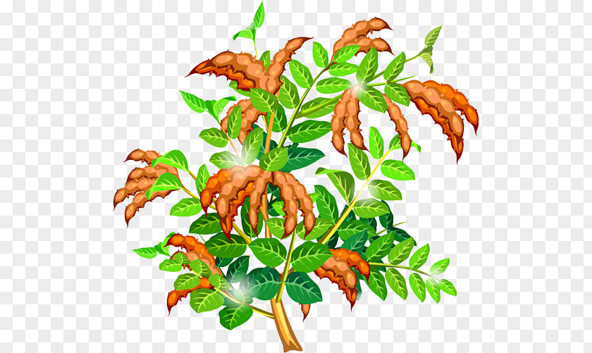 Pea Tree Sweet Leaf Clip Art PNG