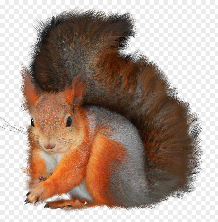 Pet Tree Squirrels Photography Clip Art PNG